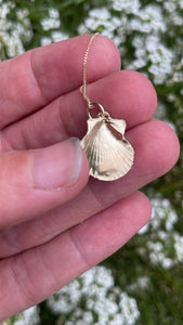Cornish Scallop