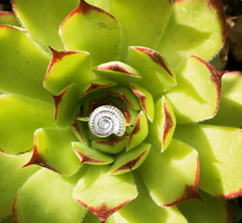 Load image into Gallery viewer, Silver Ammonite Shell Ring