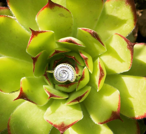 Silver Ammonite Shell Ring