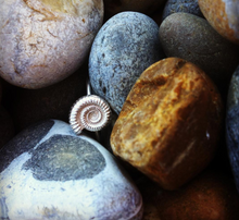Load image into Gallery viewer, Silver Ammonite Shell Ring