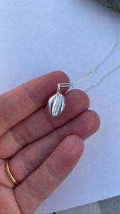 Cornish Cowrie Shell