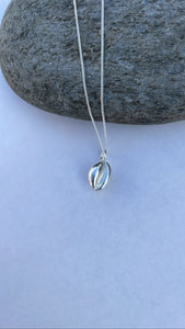 Cornish Cowrie Shell